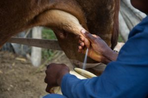 milking a cow by hand