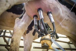 cows being milked by machine