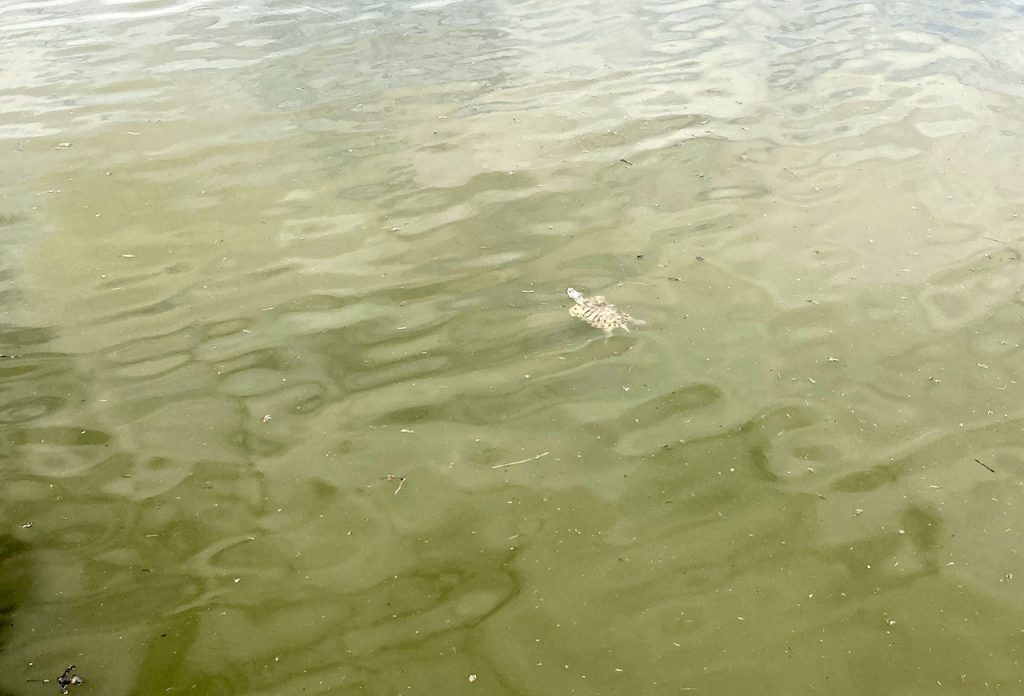 A turtle swims in the Anacostia River.