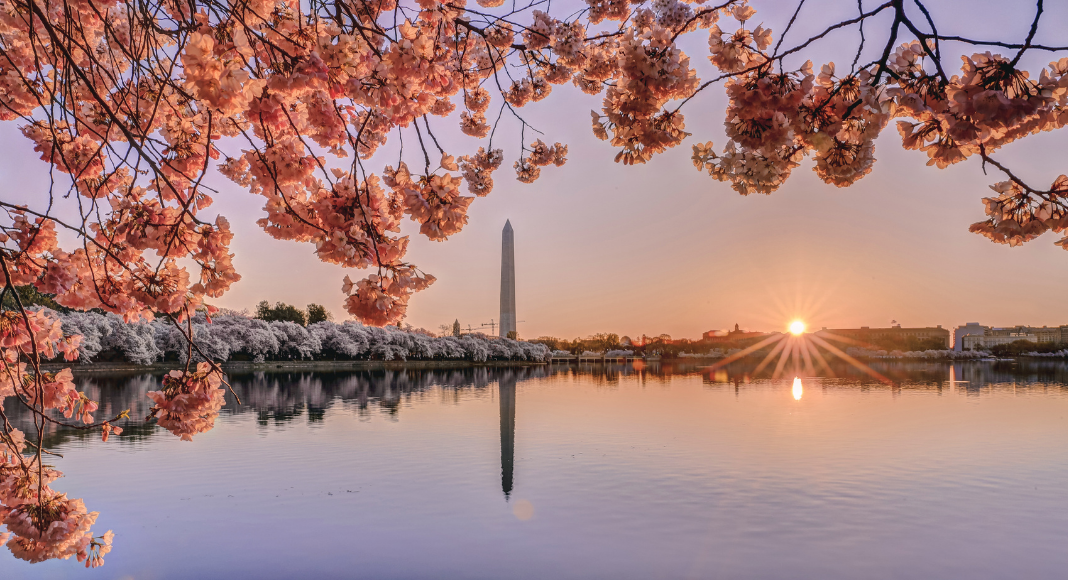 Family Friendly Guide to the National Cherry Blossom Festival in DC - The  Adventure Family