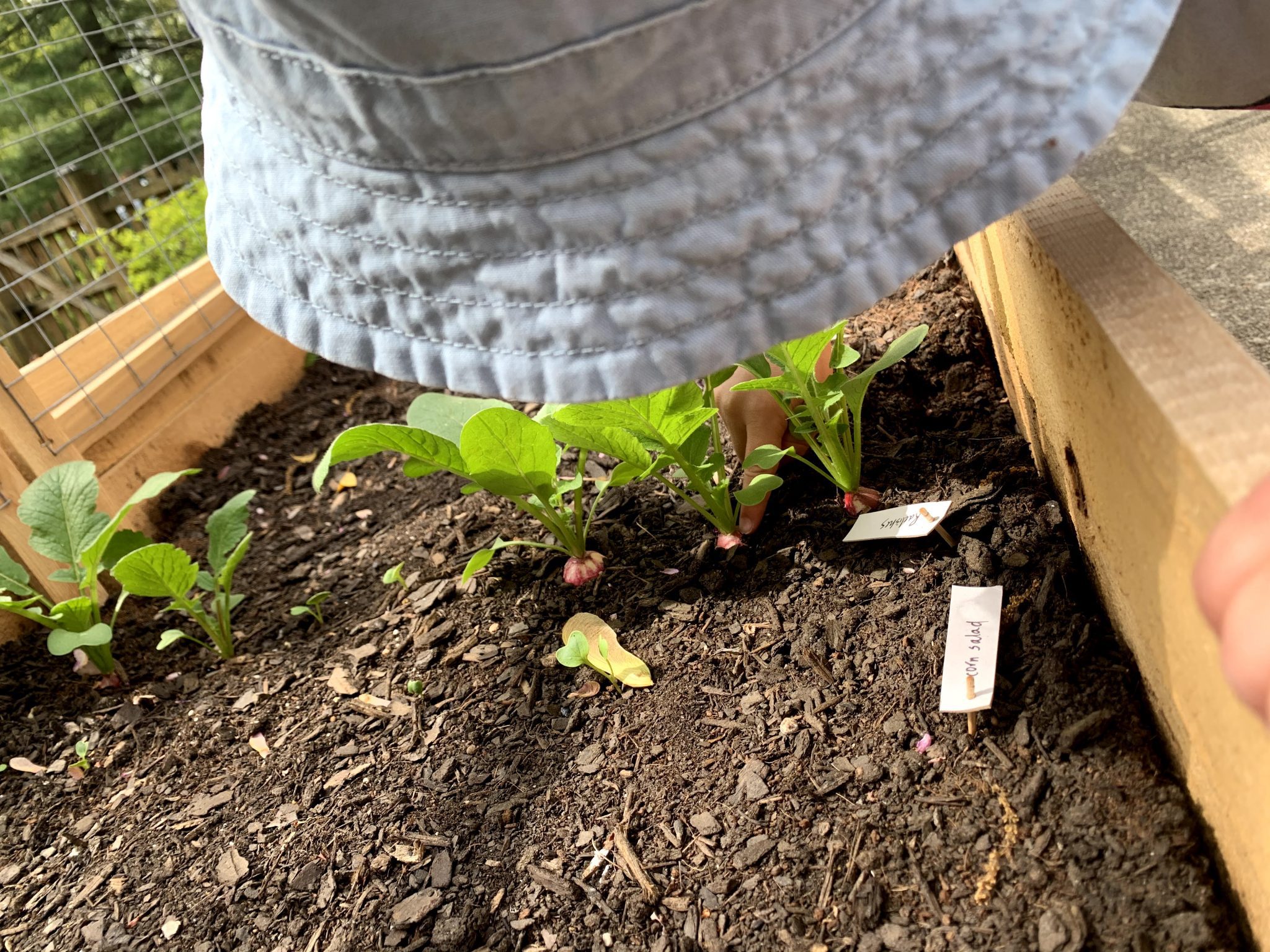 building-our-kid-friendly-vegetable-garden