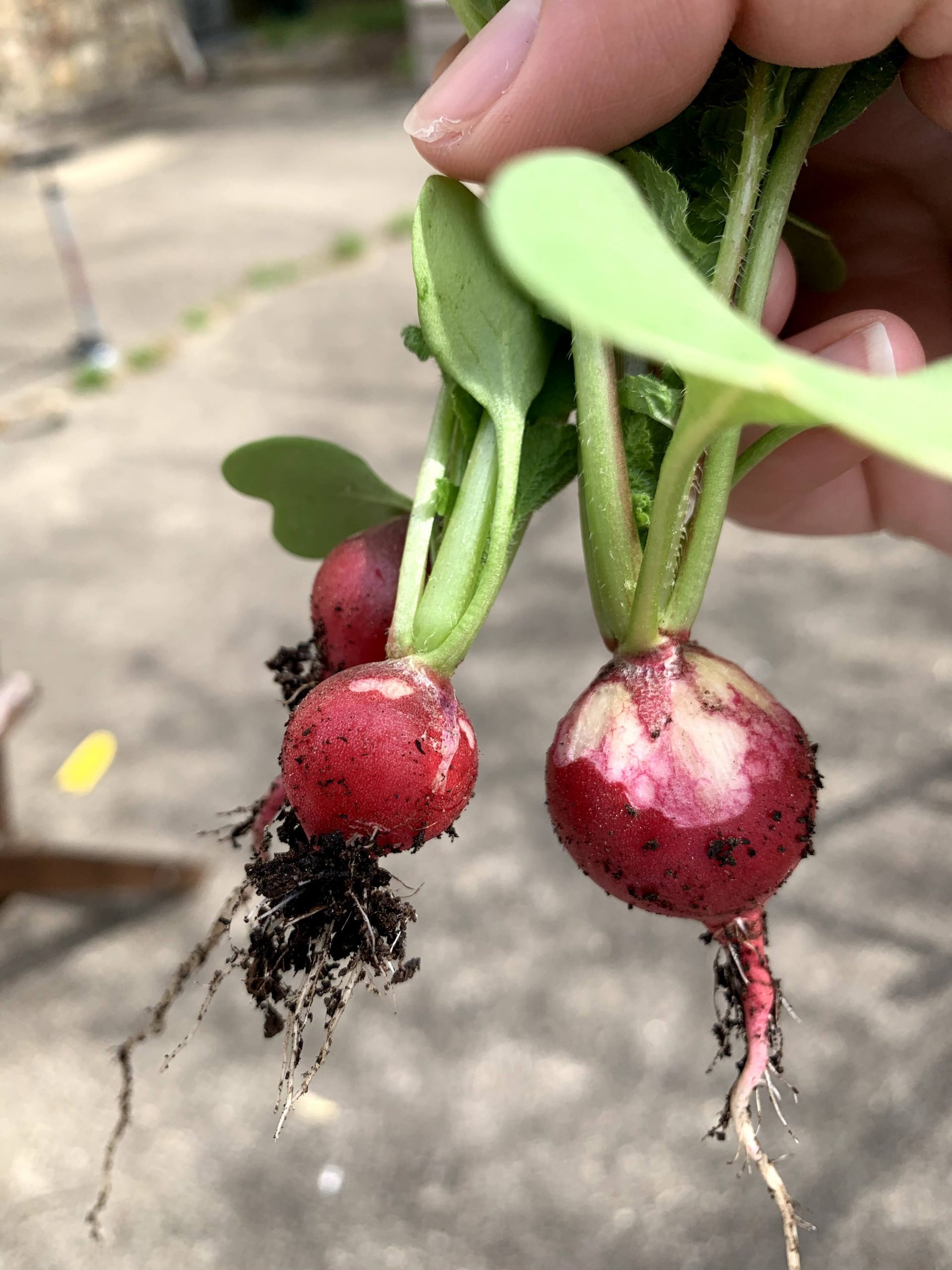 building-our-kid-friendly-vegetable-garden