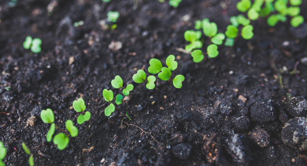 building-our-kid-friendly-vegetable-garden