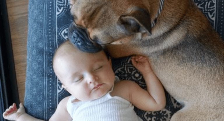 Introducing Your Dog to Your New Baby