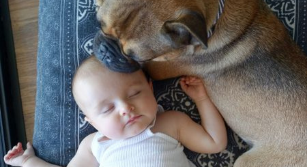 are all dogs good with babies