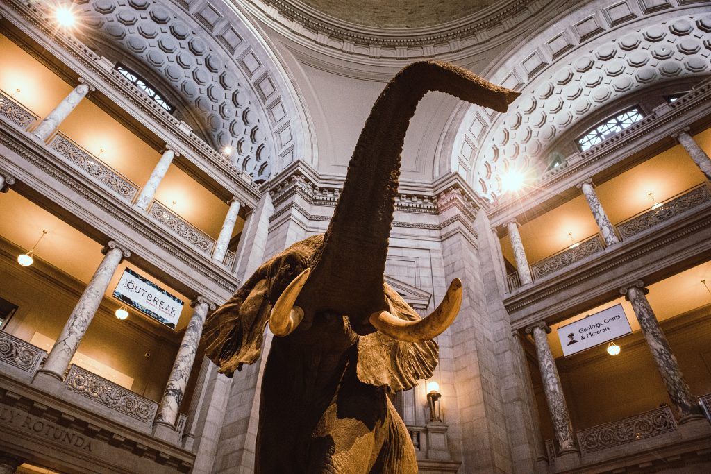 A scene from the National Museum of Natural History