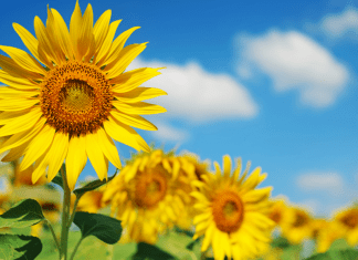 best sunflower fields in the DC area