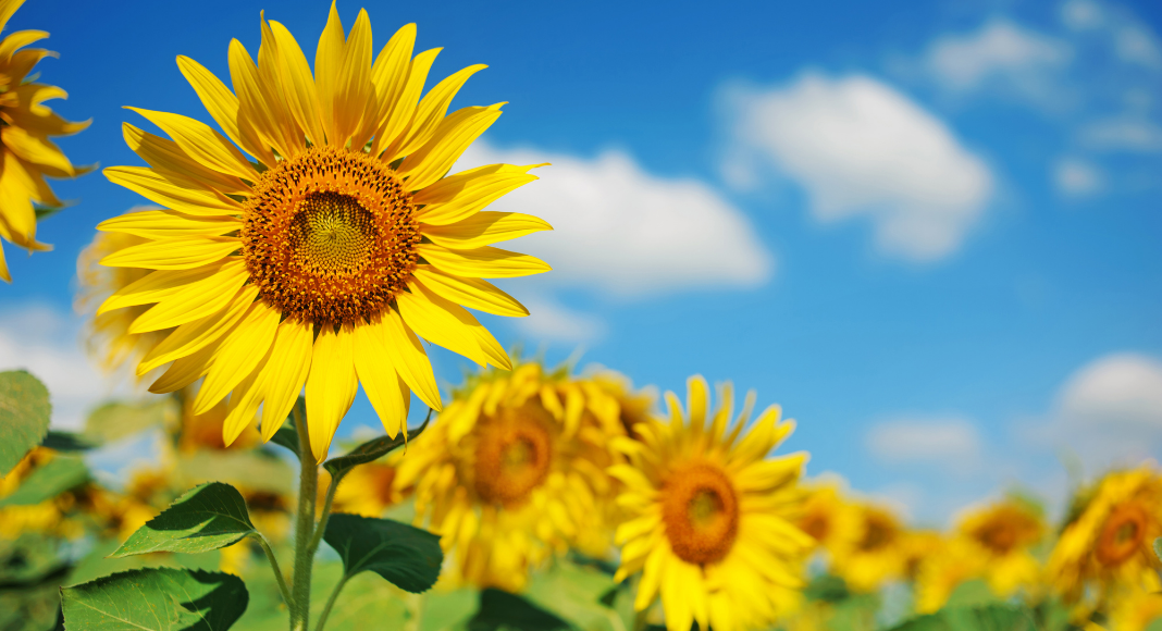 best sunflower fields in the DC area