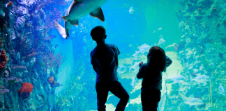 where to see aquatic animals dc