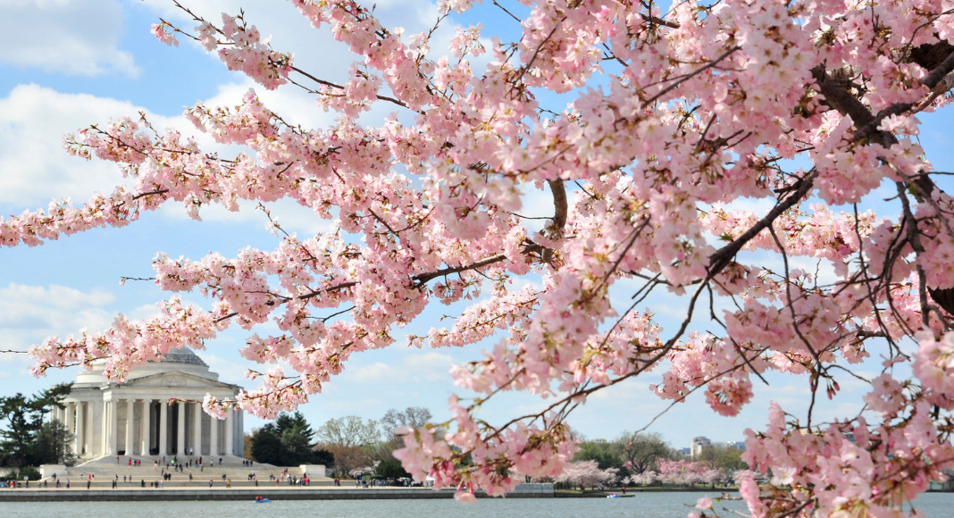 I live in Northern VA, and absolutely love the cherry blossoms