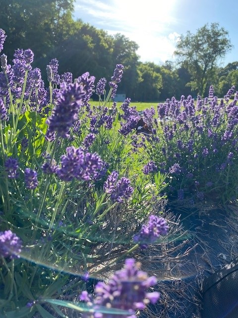 lavender fields dc