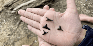 Two Day Trips for Fossil-Finding in the DC Area fossil