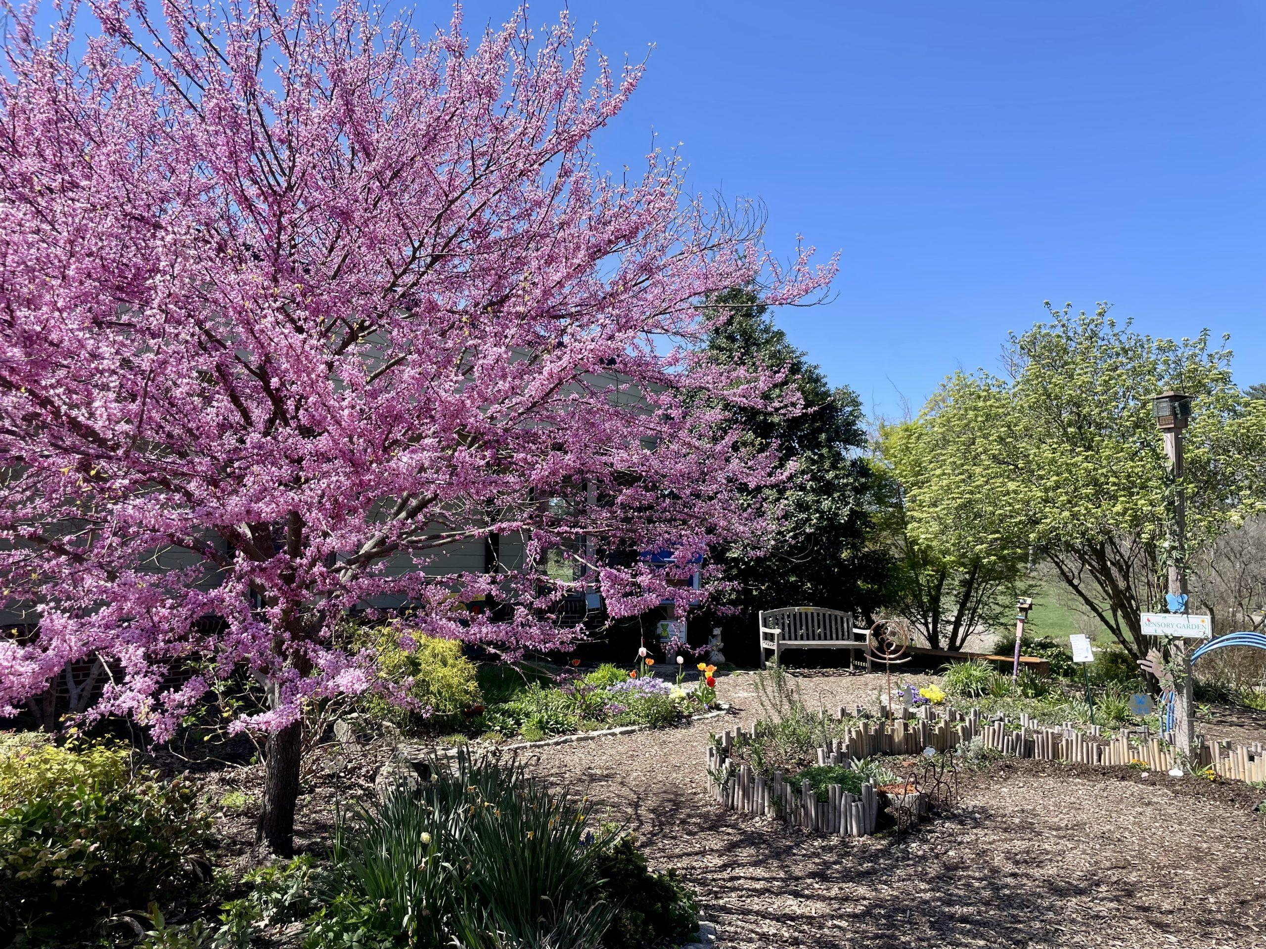 A pink, blossoming cherry tree in the Children's Garden at Green Springs Garden. 