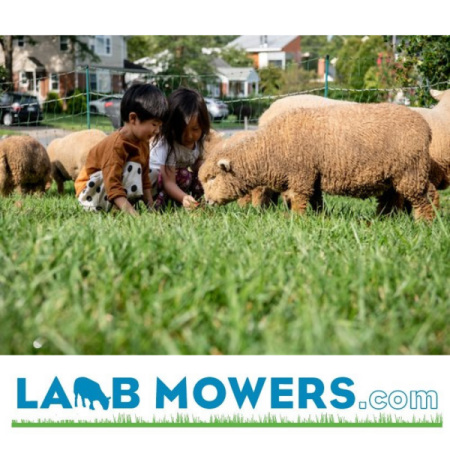 lambmowers1
