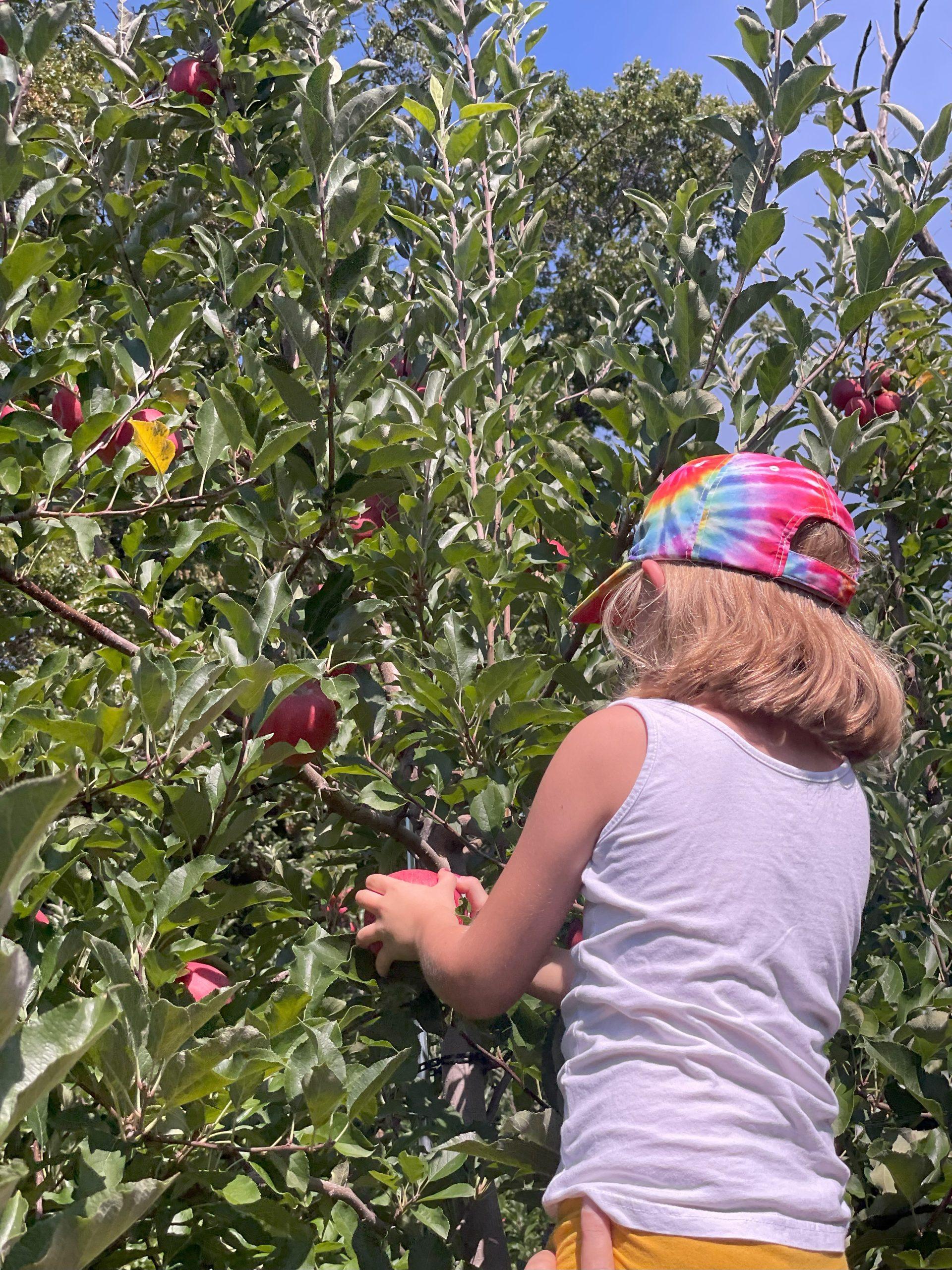 3 life lessons learned while apple picking. child picking apples from tree