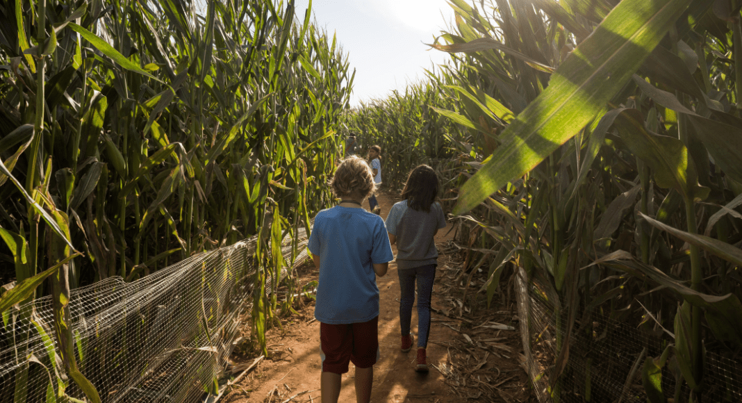 two children walking through corn maze